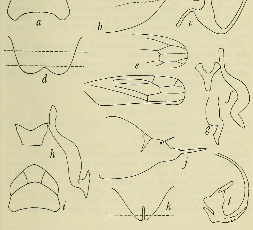 An illustration from Proceedings of the United States National Museum, 1878, leaf 251