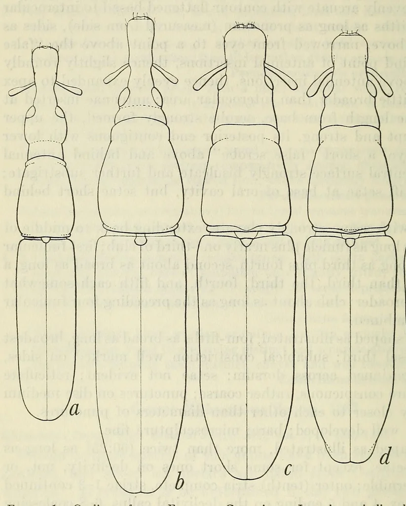An illustration from Proceedings of the United States National Museum, 1878, leaf 26