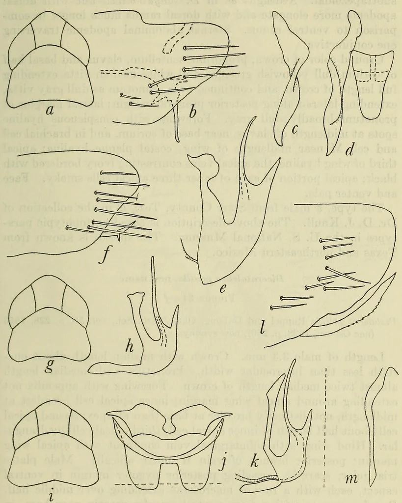 An illustration from Proceedings of the United States National Museum, 1878, leaf 285