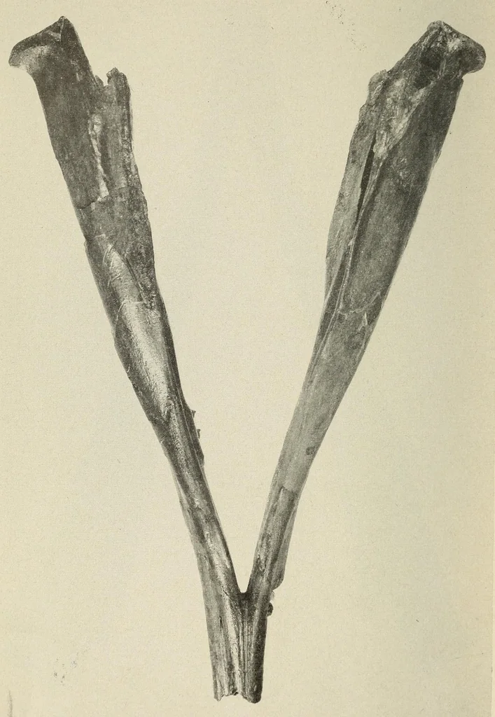 An illustration from Proceedings of the United States National Museum, 1878, leaf 374