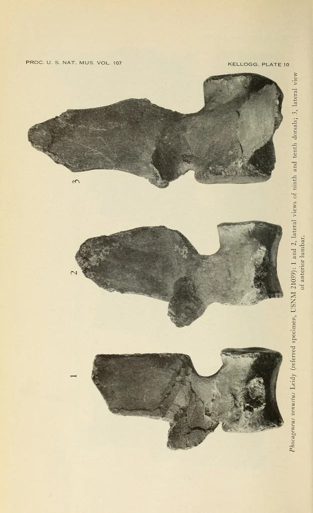An illustration from Proceedings of the United States National Museum, 1878, leaf 382