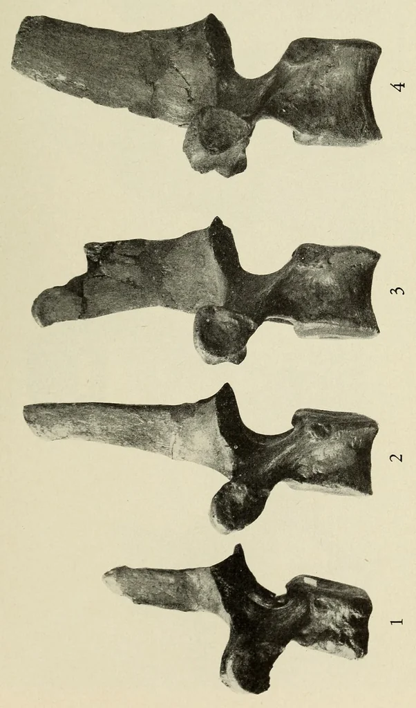 An illustration from Proceedings of the United States National Museum, 1878, leaf 393