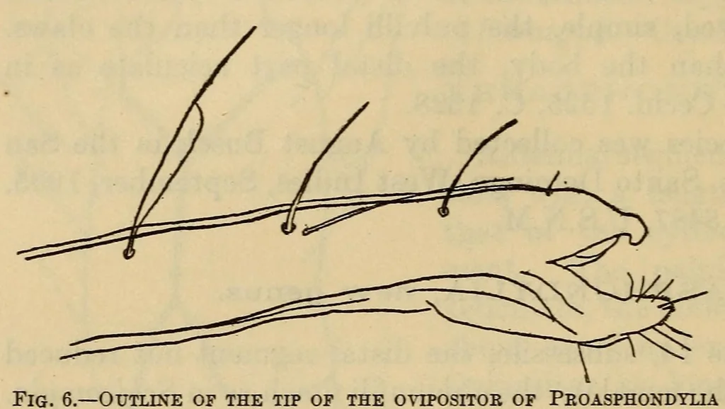 An illustration from Proceedings of the United States National Museum, 1878, leaf 240