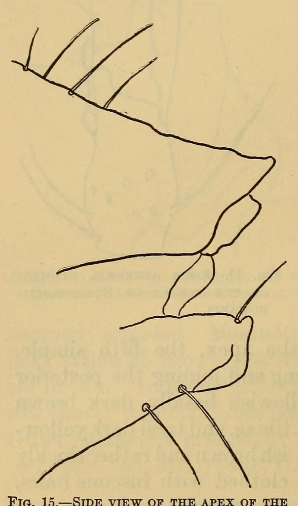 An illustration from Proceedings of the United States National Museum, 1878, leaf 246