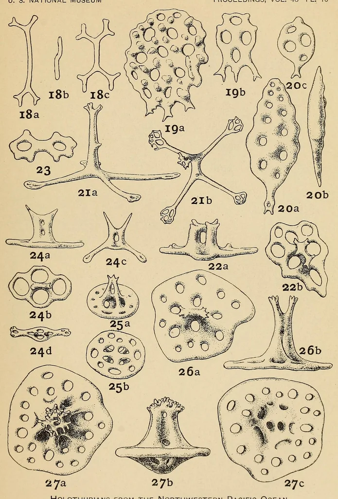 An illustration from Proceedings of the United States National Museum, 1878, leaf 333