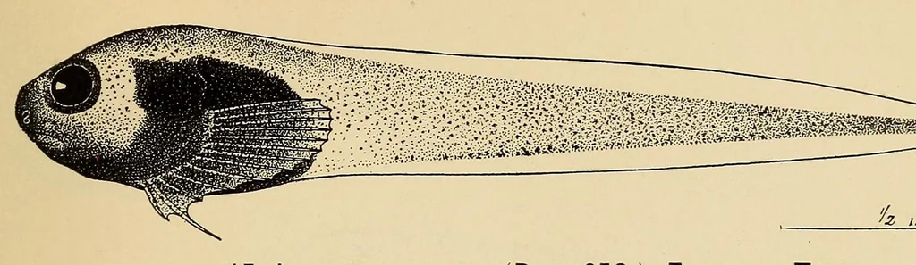 An illustration from Proceedings of the United States National Museum, 1878, leaf 439