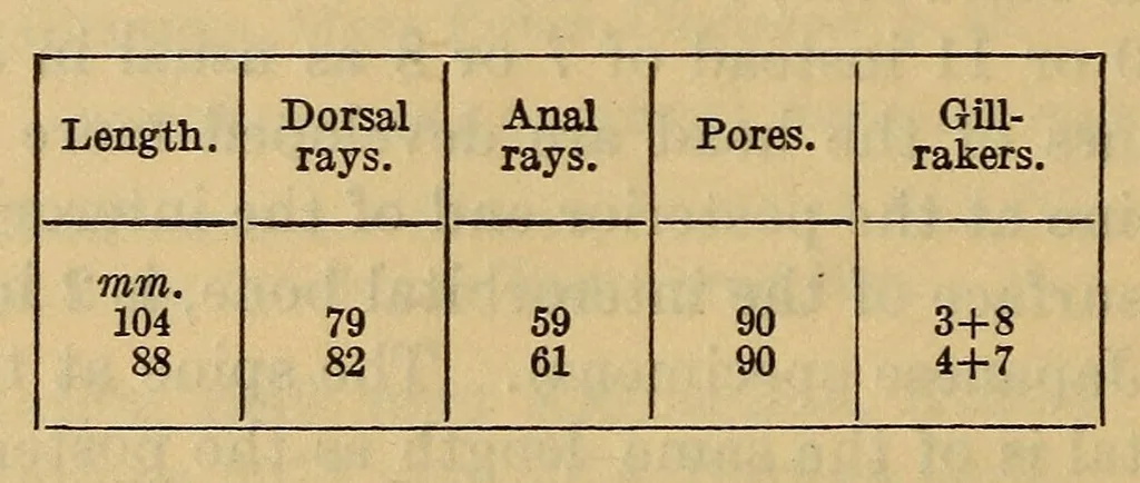 An illustration from Proceedings of the United States National Museum, 1878, leaf 546