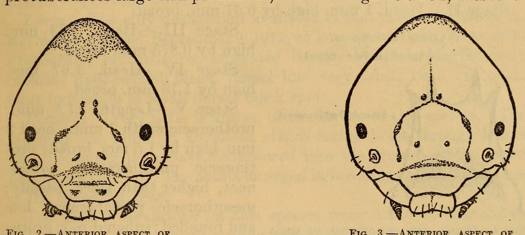 An illustration from Proceedings of the United States National Museum, 1878, leaf 575
