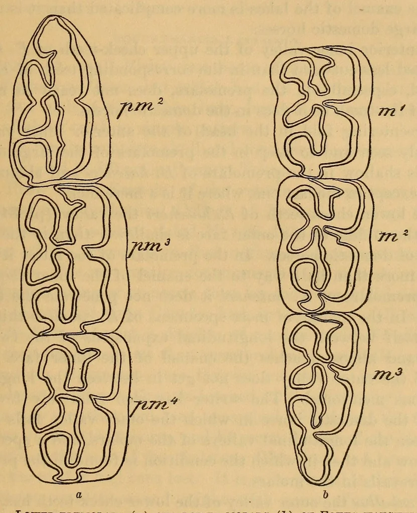 An illustration from Proceedings of the United States National Museum, 1878, leaf 613