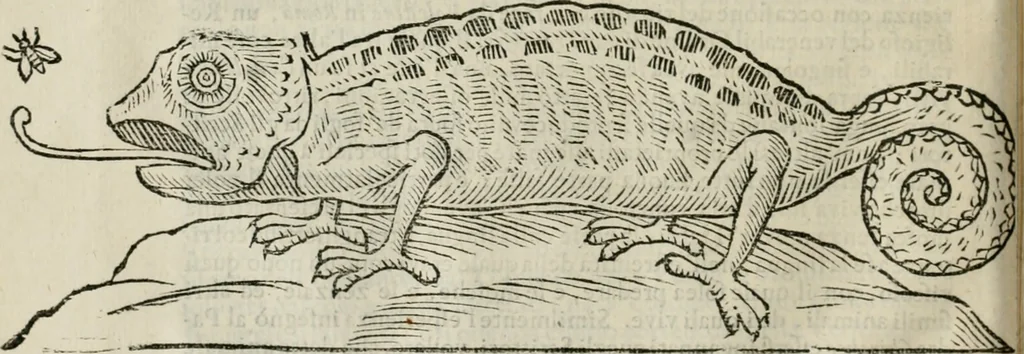 An illustration from Prodomo apologetico alli studi Chircheriani : opera di Gioseffo Petrucci, romano, nella quale con un'apparato di saggi diversi, si dà prova dell' esquisito studio ha tenuto il celebratissimo padre Atanasio Chircher, circa il credere all' opinioni degli scrittori, sì de' tempi andati, come de' presenti, e particolarmente intorno a quelle cose naturali dell' India, che gli furon portate, ò reserte dá quei, che abitarono quelle parti, 1677, leaf 105