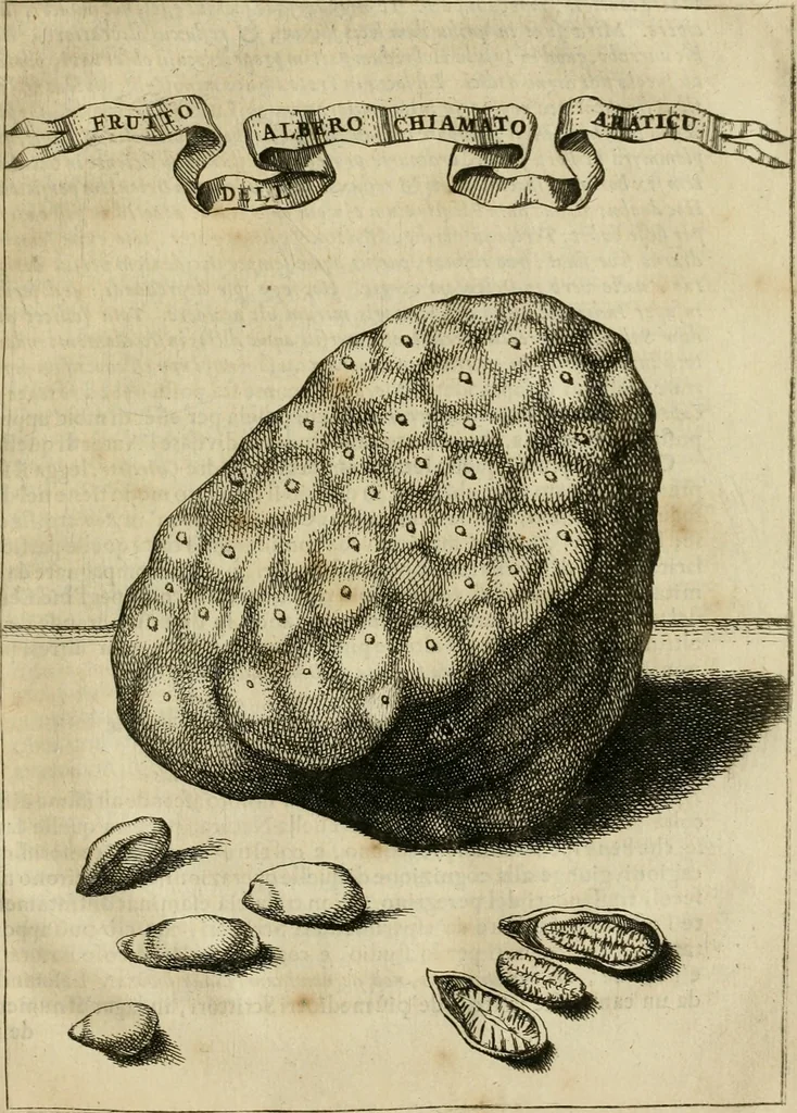 An illustration from Prodomo apologetico alli studi Chircheriani : opera di Gioseffo Petrucci, romano, nella quale con un'apparato di saggi diversi, si dà prova dell' esquisito studio ha tenuto il celebratissimo padre Atanasio Chircher, circa il credere all' opinioni degli scrittori, sì de' tempi andati, come de' presenti, e particolarmente intorno a quelle cose naturali dell' India, che gli furon portate, ò reserte dá quei, che abitarono quelle parti, 1677, leaf 116