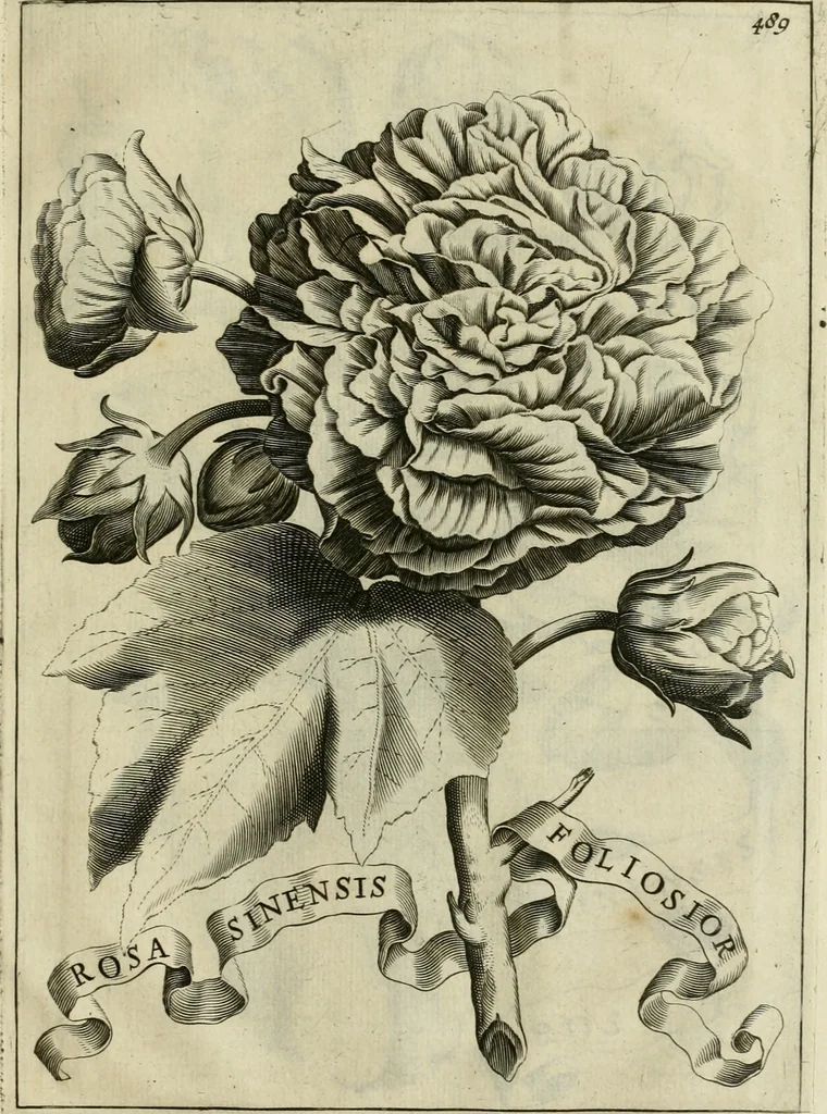 An illustration from Prodomo apologetico alli studi Chircheriani : opera di Gioseffo Petrucci, romano, nella quale con un'apparato di saggi diversi, si dà prova dell' esquisito studio ha tenuto il celebratissimo padre Atanasio Chircher, circa il credere all' opinioni degli scrittori, sì de' tempi andati, come de' presenti, e particolarmente intorno a quelle cose naturali dell' India, che gli furon portate, ò reserte dá quei, che abitarono quelle parti, 1677, leaf 216