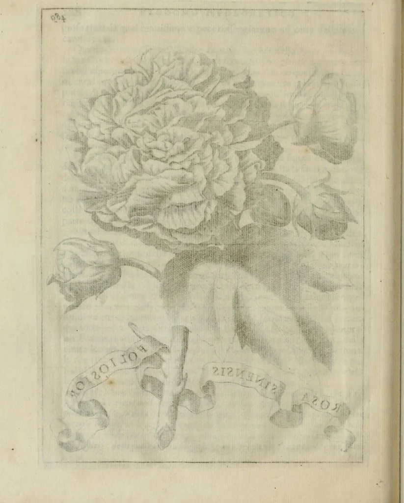 An illustration from Prodomo apologetico alli studi Chircheriani, 1677, leaf 218