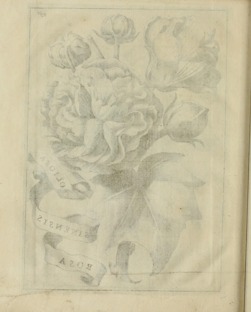 An illustration from Prodomo apologetico alli studi Chircheriani, 1677, leaf 220
