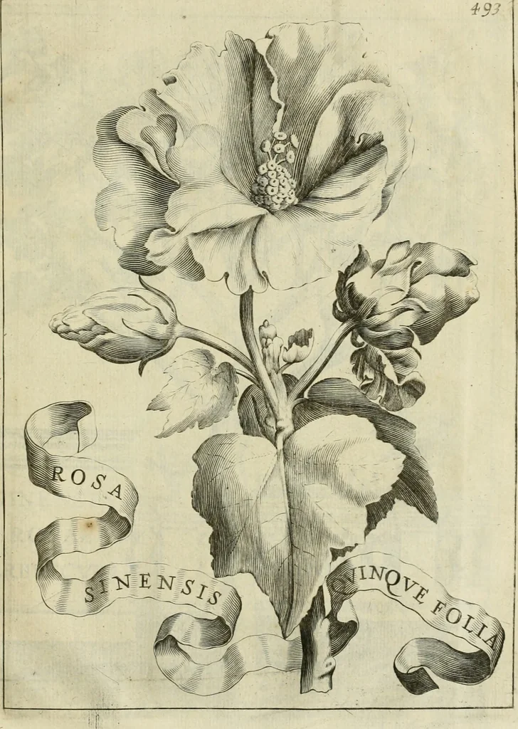 An illustration from Prodomo apologetico alli studi Chircheriani : opera di Gioseffo Petrucci, romano, nella quale con un'apparato di saggi diversi, si dà prova dell' esquisito studio ha tenuto il celebratissimo padre Atanasio Chircher, circa il credere all' opinioni degli scrittori, sì de' tempi andati, come de' presenti, e particolarmente intorno a quelle cose naturali dell' India, che gli furon portate, ò reserte dá quei, che abitarono quelle parti, 1677, leaf 220