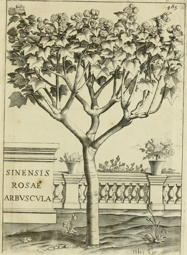 An illustration from Prodomo apologetico alli studi Chircheriani : opera di Gioseffo Petrucci, romano, nella quale con un'apparato di saggi diversi, si dà prova dell' esquisito studio ha tenuto il celebratissimo padre Atanasio Chircher, circa il credere all' opinioni degli scrittori, sì de' tempi andati, come de' presenti, e particolarmente intorno a quelle cose naturali dell' India, che gli furon portate, ò reserte dá quei, che abitarono quelle parti, 1677, leaf 222