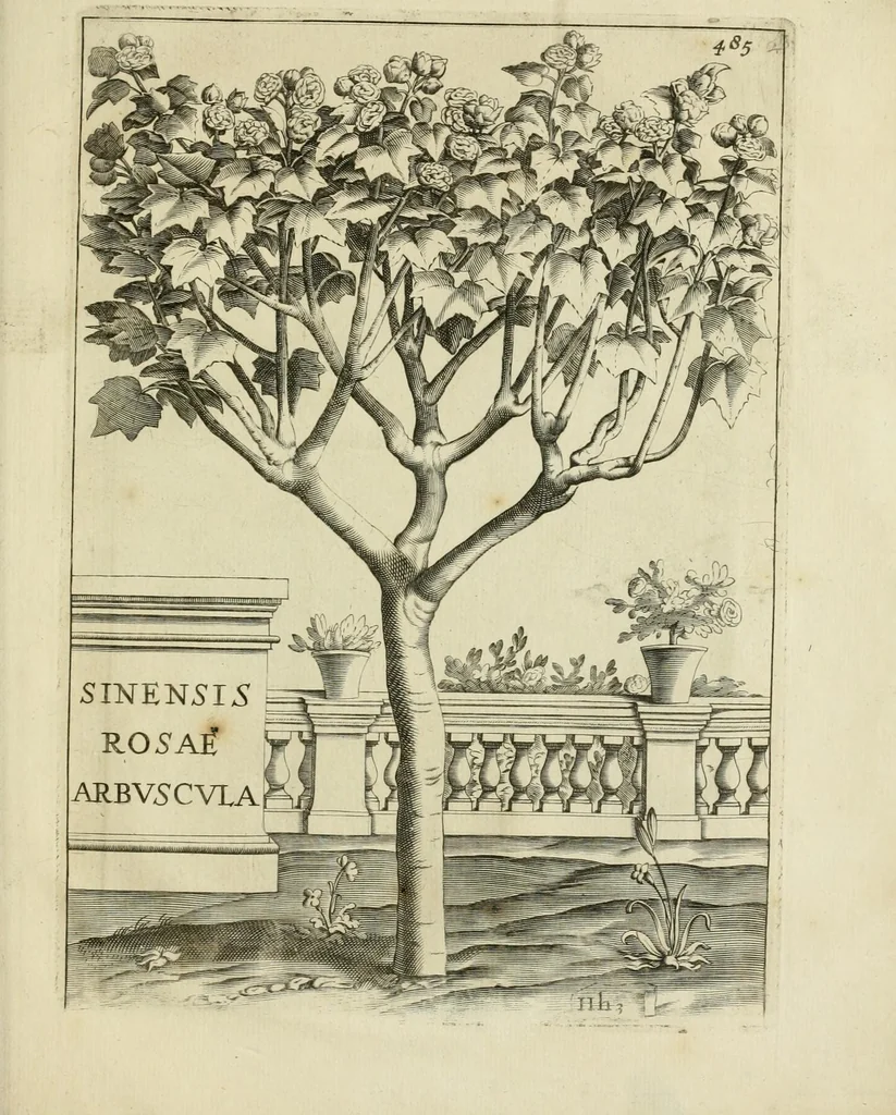 An illustration from Prodomo apologetico alli studi Chircheriani, 1677, leaf 223