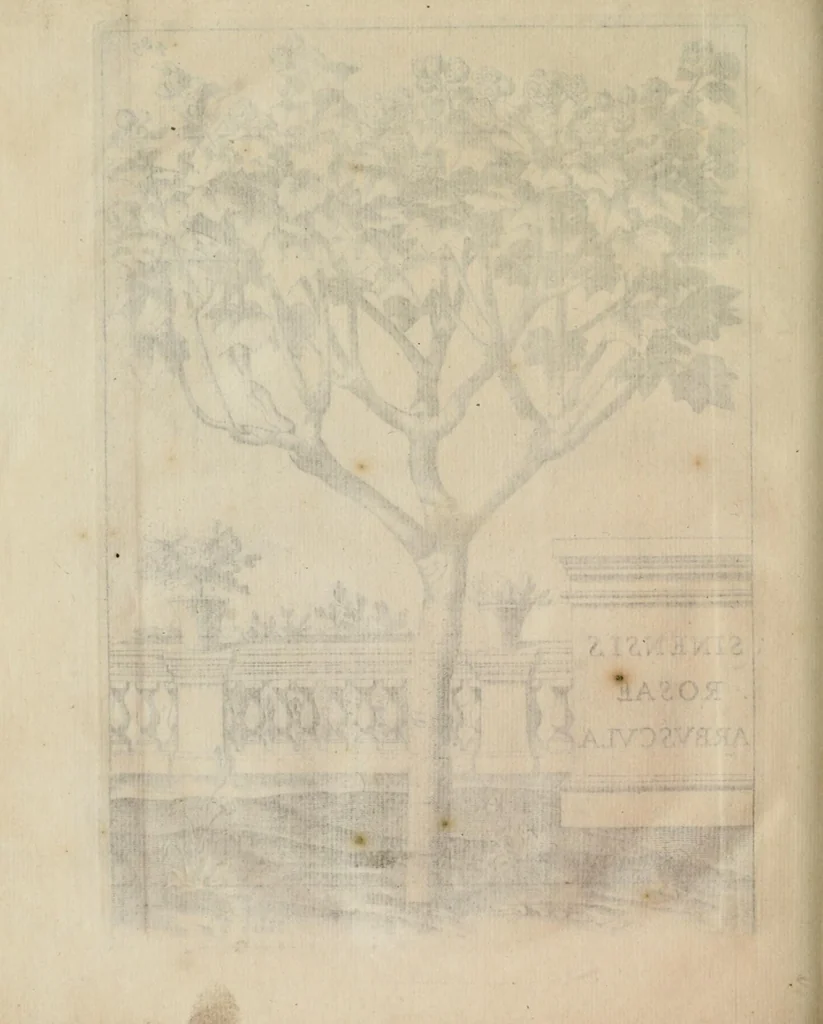 An illustration from Prodomo apologetico alli studi Chircheriani, 1677, leaf 224