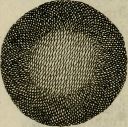 An illustration from Prodomo apologetico alli studi Chircheriani : opera di Gioseffo Petrucci, romano, nella quale con un'apparato di saggi diversi, si dà prova dell' esquisito studio ha tenuto il celebratissimo padre Atanasio Chircher, circa il credere all' opinioni degli scrittori, sì de' tempi andati, come de' presenti, e particolarmente intorno a quelle cose naturali dell' India, che gli furon portate, ò reserte dá quei, che abitarono quelle parti, 1677, leaf 27