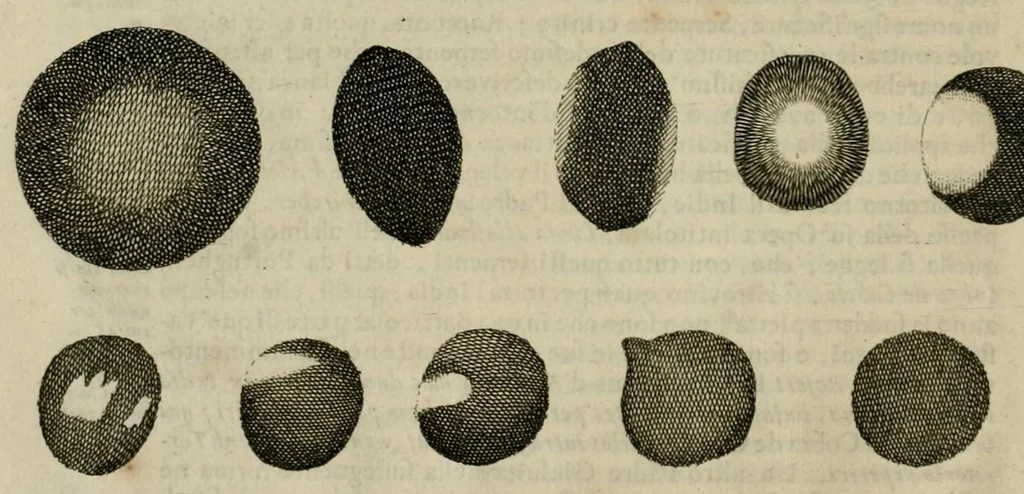 An illustration from Prodomo apologetico alli studi Chircheriani, 1677, leaf 28