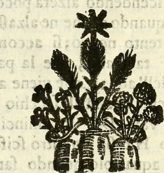 An illustration from Prodromo, ouero, Saggio di alcune inuentione nuoue, premesso all'arte maestra, 1670, leaf 101