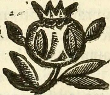 An illustration from Prodromo, ouero, Saggio di alcune inuentione nuoue, premesso all'arte maestra, 1670, leaf 229