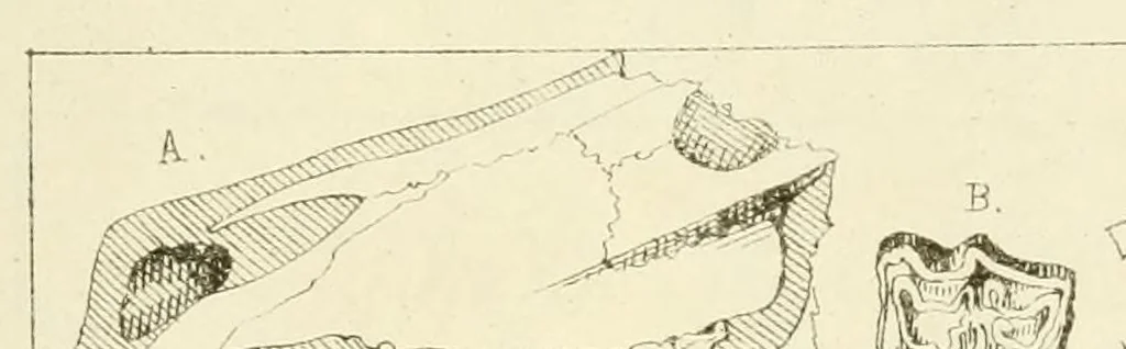 An illustration from Programa de un curso de zoologia, 1878, leaf 283