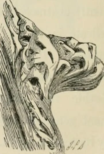 An illustration from Progress in art and architecture : with precedents for ornament, 1852, leaf 69
