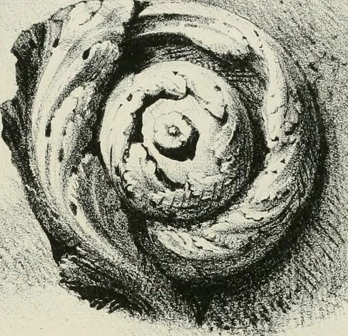An illustration from Progress in art and architecture : with precedents for ornament, 1852, leaf 74