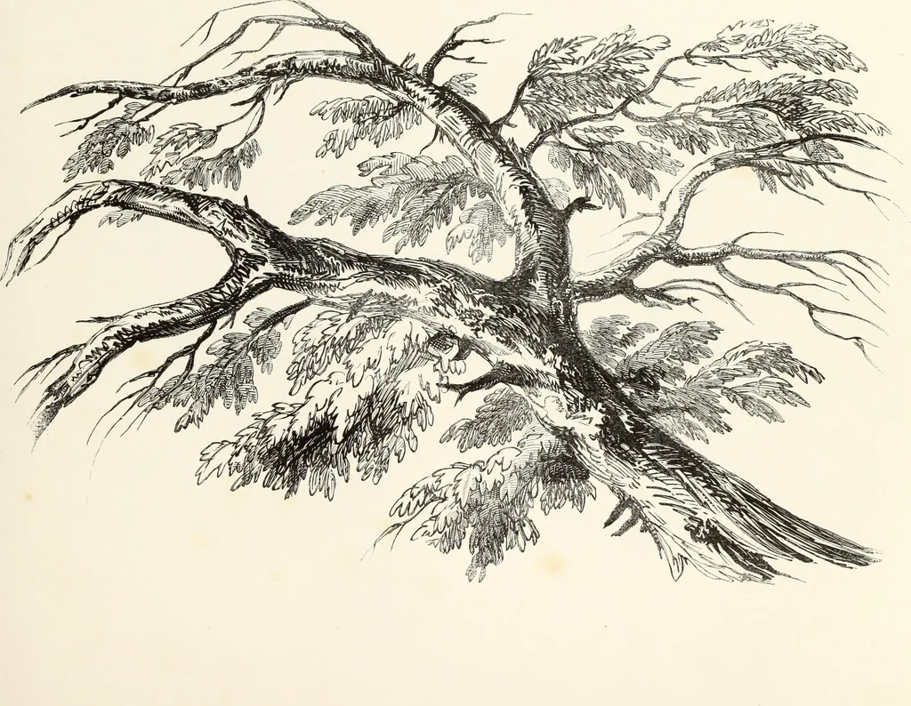 An illustration from The progressive drawing-book : containing a series of easy and comprehensive lessons for drawing landscape, architecture, the human figure, shipping, and animals, &c. without the aid of a master : also, a complete treatise on perspective, with nearly three hundred engravings, 1853, leaf 152