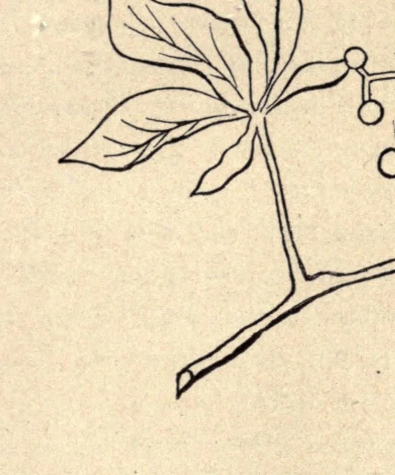 An illustration from Progressive lessons in the art and practice of needlework for use in schools, 1893, leaf 117