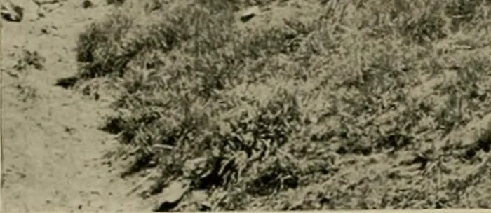 An illustration from Property protection and ornamentation :, 1920, leaf 19