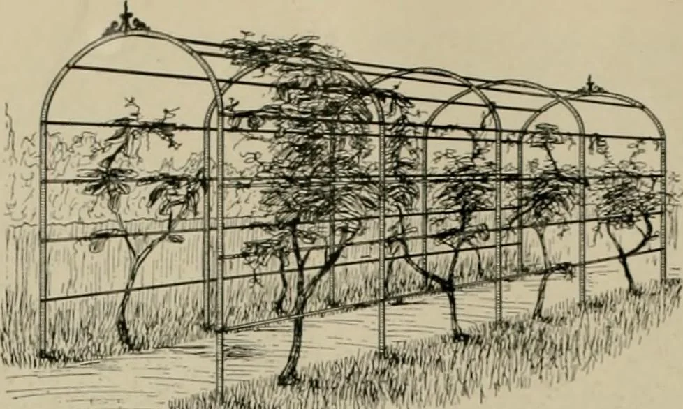 An illustration from Property protection and ornamentation :, 1920, leaf 45