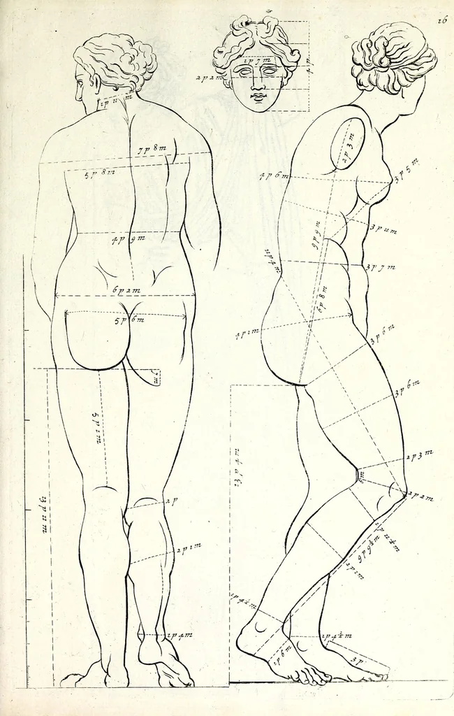 An illustration from Proportien der menschelyke lichamen, vertoont in zes en twintig afbeeldingen, zoo van mannen, vrouwen, als kinderen, &c. : alle met de maat van ieder deel daar by gestelt : na de voortreffelykste en allerschoonste antique beelden, leaf 31