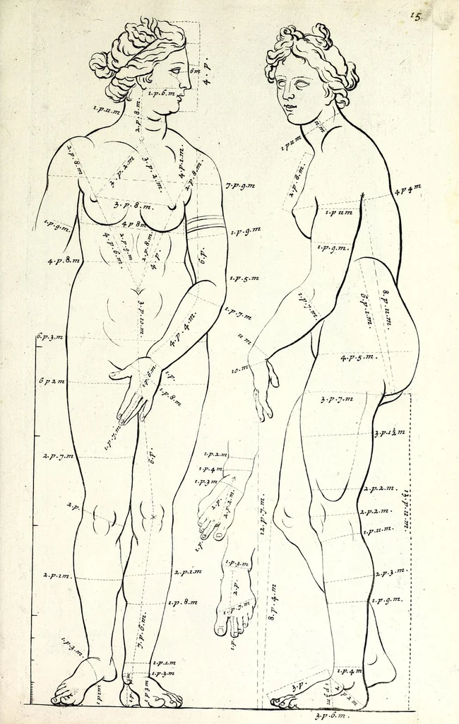 An illustration from Proportien der menschelyke lichamen, vertoont in zes en twintig afbeeldingen, zoo van mannen, vrouwen, als kinderen, &c. : alle met de maat van ieder deel daar by gestelt : na de voortreffelykste en allerschoonste antique beelden, leaf 35