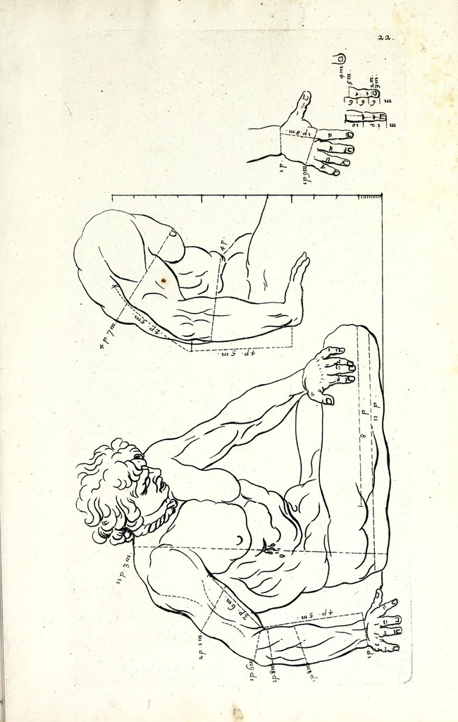 An illustration from Proportien der menschelyke lichamen, vertoont in zes en twintig afbeeldingen, zoo van mannen, vrouwen, als kinderen, &c. : alle met de maat van ieder deel daar by gestelt : na de voortreffelykste en allerschoonste antique beelden, leaf 49