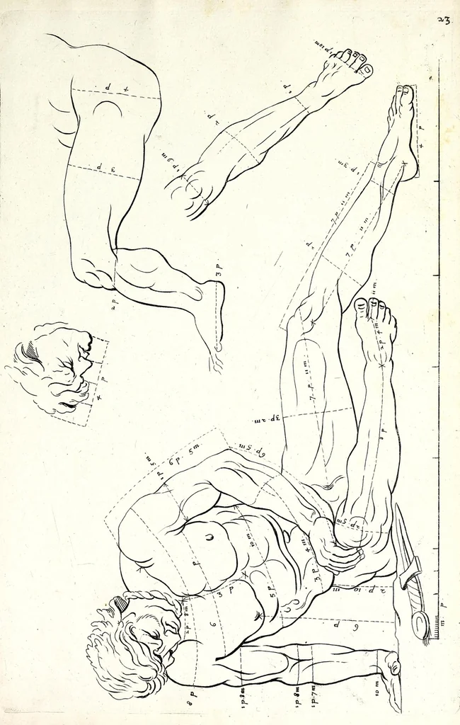 An illustration from Proportien der menschelyke lichamen, vertoont in zes en twintig afbeeldingen, zoo van mannen, vrouwen, als kinderen, &c. : alle met de maat van ieder deel daar by gestelt : na de voortreffelykste en allerschoonste antique beelden, leaf 51