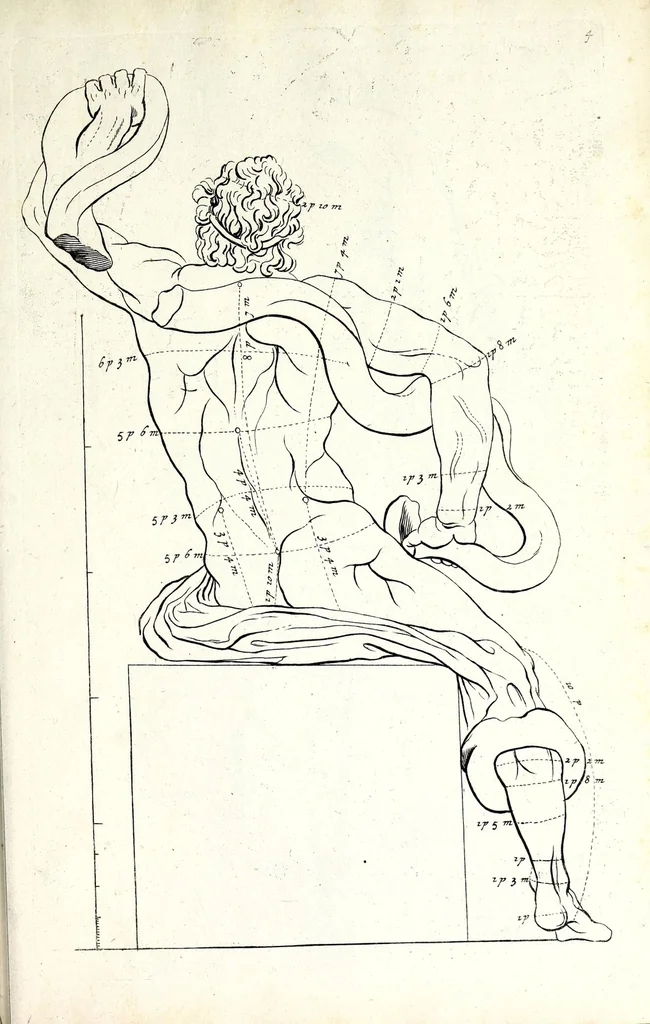 An illustration from Proportien der menschelyke lichamen, vertoont in zes en twintig afbeeldingen, zoo van mannen, vrouwen, als kinderen, &c. : alle met de maat van ieder deel daar by gestelt : na de voortreffelykste en allerschoonste antique beelden, leaf 9