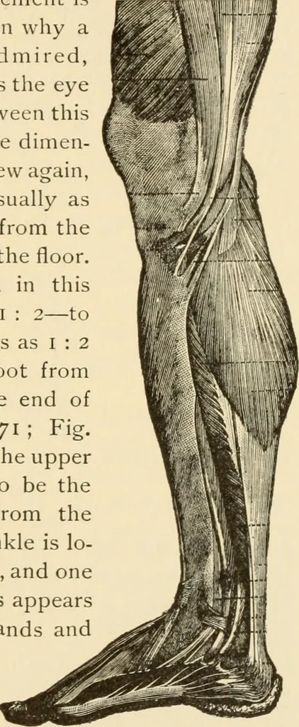 An illustration from Proportion and harmony of line and color in painting, sculpture, and architecture; an essay in comparative aesthetics, 1909, leaf 174
