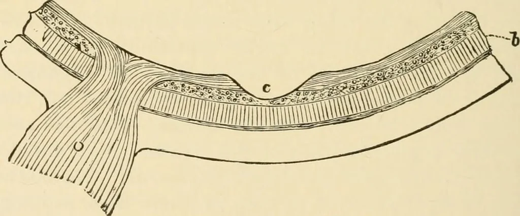 An illustration from Proportion and harmony of line and color in painting, sculpture, and architecture; an essay in comparative aesthetics, 1909, leaf 421