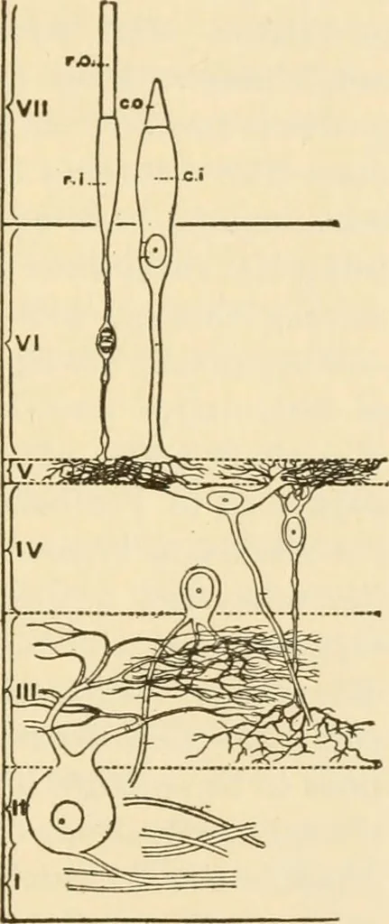 An illustration from Proportion and harmony of line and color in painting, sculpture, and architecture; an essay in comparative aesthetics, 1909, leaf 422