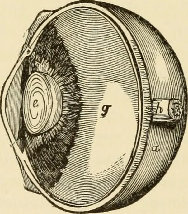 An illustration from Proportion and harmony of line and color in painting, sculpture, and architecture; an essay in comparative aesthetics, 1909, leaf 63