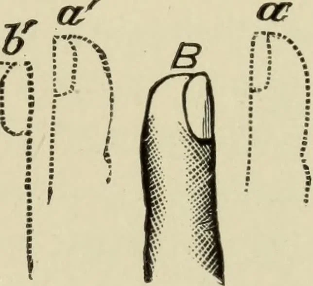 An illustration from Proportion and harmony of line and color in painting, sculpture, and architecture : an essay in comparative æsthetics, 1899, leaf 306