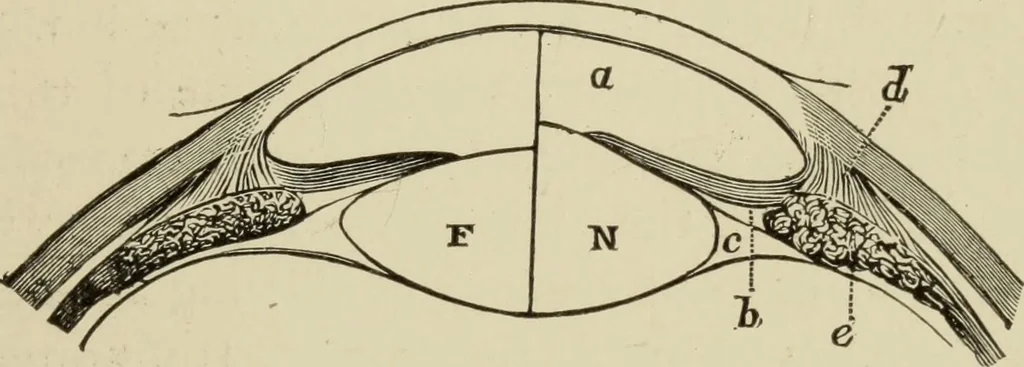 An illustration from Proportion and harmony of line and color in painting, sculpture, and architecture : an essay in comparative æsthetics, 1899, leaf 310