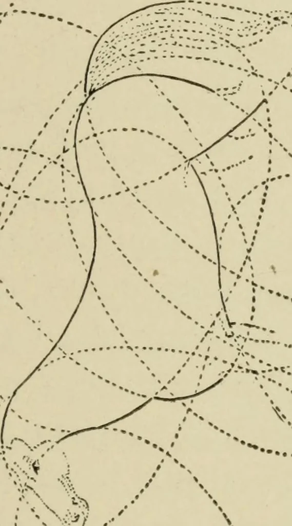 An illustration from Proportion and harmony of line and color in painting, sculpture, and architecture : an essay in comparative æsthetics, 1899, leaf 326