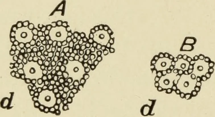 An illustration from Proportion and harmony of line and color in painting, sculpture, and architecture : an essay in comparative æsthetics, 1899, leaf 387