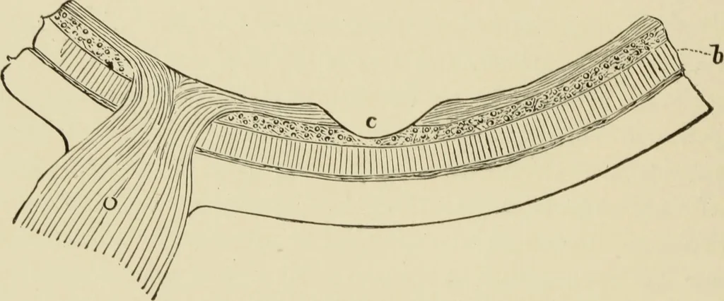 An illustration from Proportion and harmony of line and color in painting, sculpture, and architecture : an essay in comparative æsthetics, 1899, leaf 417