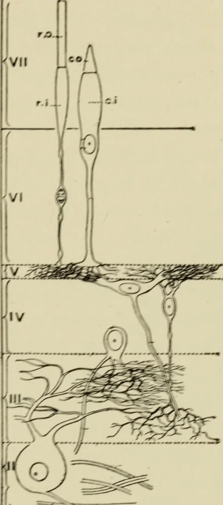 An illustration from Proportion and harmony of line and color in painting, sculpture, and architecture : an essay in comparative æsthetics, 1899, leaf 418