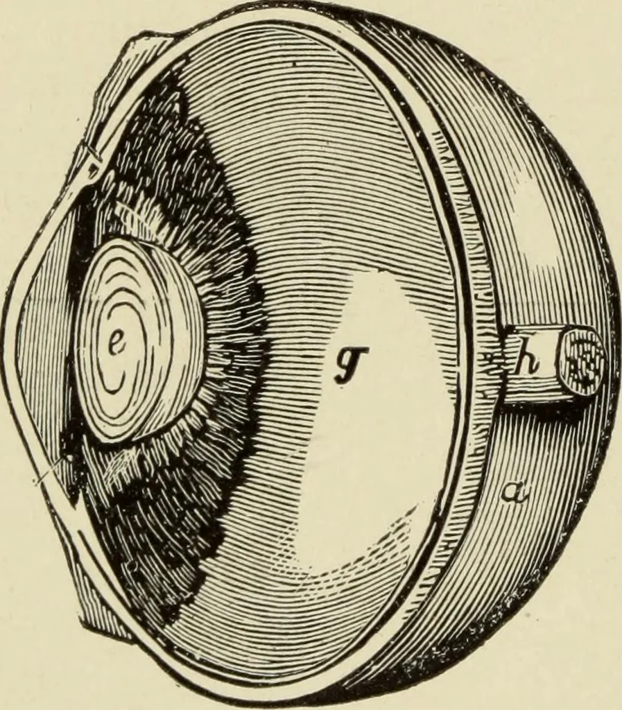An illustration from Proportion and harmony of line and color in painting, sculpture, and architecture : an essay in comparative æsthetics, 1899, leaf 59