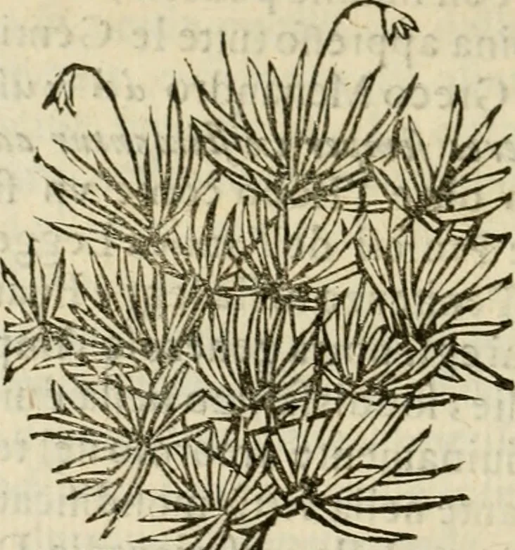An illustration from Prose de' signori accademici Gelati di Bologna ... : colle loro imprese anteposte a' discorsi, 1671, leaf 225